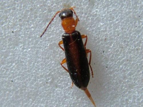 Réf. 235 114 : Xanthochroina auberti